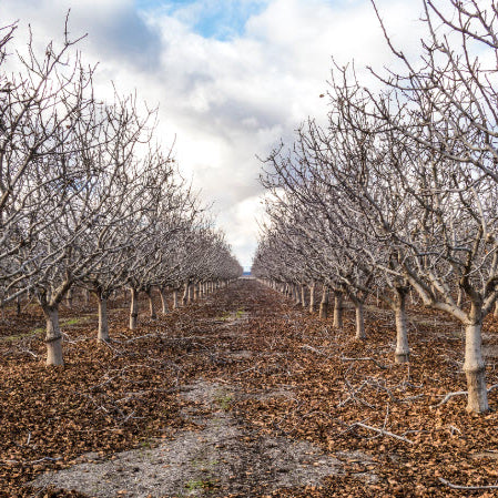 How to Monitor Chill Accumulation for Orchards and Vineyards